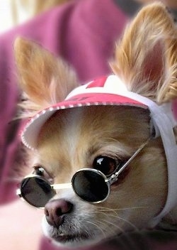 Dressed up chihuahua