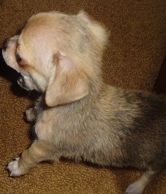 Close Up - Wicket the Chin-wa puppy is standing on a carpet and looking to the left with her mouth open in mid bark