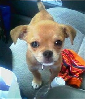 Close Up - Wicket the Chin-wa puppy is standing in the passenger seat of a car