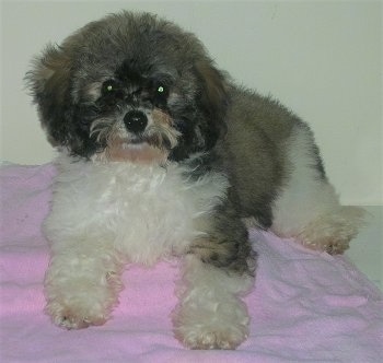 Skittles the Chinese Frise puppy is laying on a pink blanket and looking at the camera holder