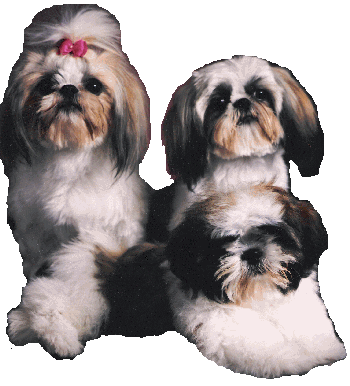 Three Chinese Imperial Dogs are laying or sitting in together in a group.