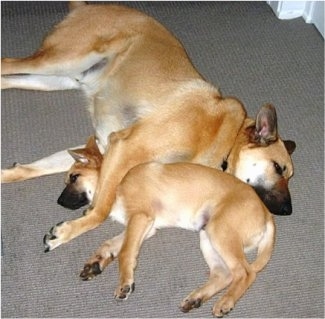 Hurricane Kodiac Bear the Chinook and Rivertrail Oz the Chinook Puppy are laying on top of each other in the middle of a floor