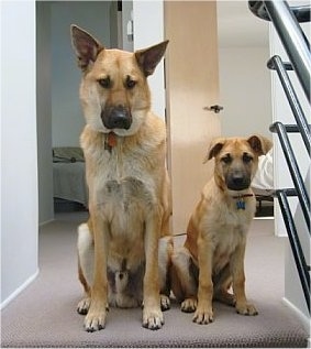 Hurricane Kodiac Bear the Chinook and Rivertrail Oz the Chinook Puppy are sitting at the top of stairs. There are two bedrooms with open doors behind them