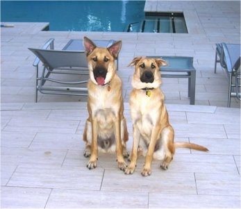 Hurricane Kodiac Bear the Chinook and Rivertrail Oz The Chinook puppy are sitting on a pool deck with furnture and water behind them and looking at the camera holder