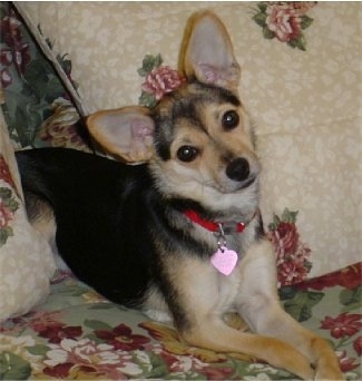 Zoey the black, tan and white Chipin is wearing a red collar with a purple heart tag and laying in between a set of pillows on a floral print couch. Zoeys head is tilted to the left