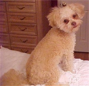 Mavis the Chi-Poo is sitting at the edge of a bed and looking back at the camera holder. In front of her is a white door and a brown dresser.