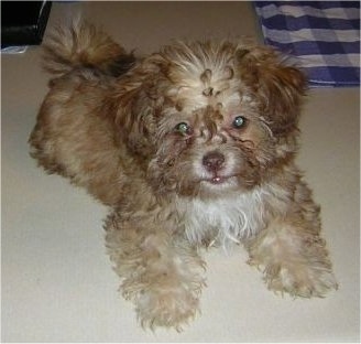 A fluffy, curly coated, small tan with white Chi-Poo puppy is laying on a tan carpet looking up.