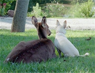 ChiweenieBaileySpoonerDeer2.JPG