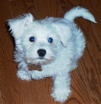 Jalen the white Chonzer puppy is sitting on a brown hardwood floor and looking up. There is a large bone tag hanging off of his collar.