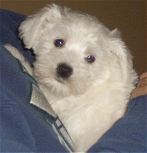 Close Up - Jalen the white Chonzer Puppy is being held by a person in a blue sweatshirt