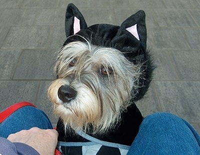  Shots on Mini Schnauzer Hybrid  At 2 Years Old Is A Certified Therapy Dog