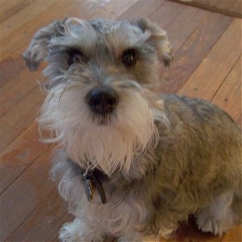 Close Up - Sprocket the gray with white Chonzer is sitting on a hardwood floor and looking at the camera