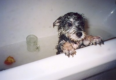 A Wet Sprocket the Chonzer is jumped up at the edge of a tub with water in it. There are toys and a cup in the bathtub