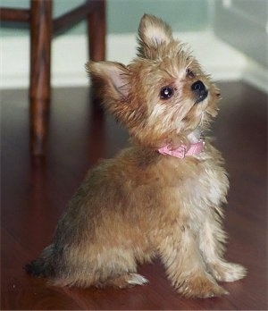 Chorkie Puppies on Ellie  The Chorkie Puppy At 5 Months Old  Yorkie Dad And A Long Hair