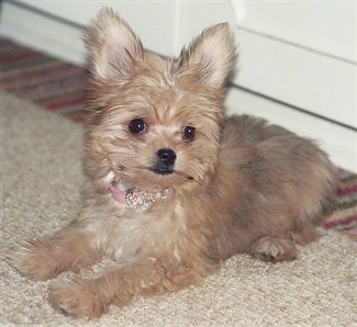 Close Up - Ellie the tan perk eared Chorkie puppy is laying on a carpet wearing a pink collar and there is a door behind her
