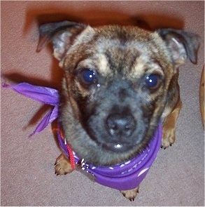 Close up view from the front looking down - A tan with black brindle Chug small mix breed dog is wearing a purple bandana looking up.