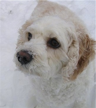 Close Up - Bailey the white and tan Cock-A-Chon is outside in snow and there is snow on his face