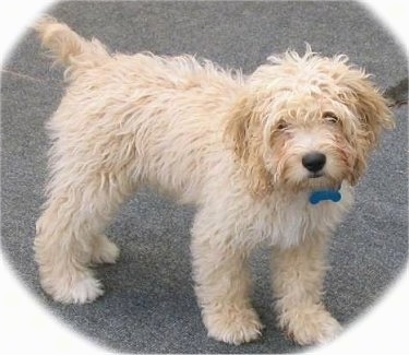 Bear the cream Cockapoo is standing on a blacktop