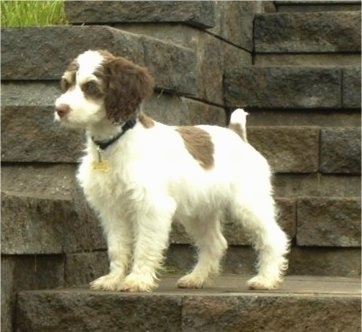 cockapoo puppies for sale in michigan