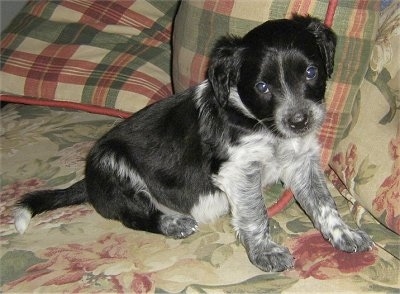 Daisy the black with white and gray ticking Cockapoo puppy is laying on a bed with a flower print cover and plaid pillows behind her