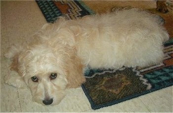 Cody the cream Cockapoo puppy is laying down half way on a throw rug with his head on a white tiled floor