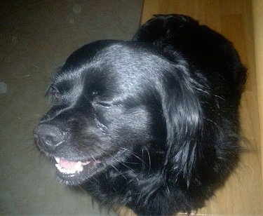 Close Up - Chip the black Cockinese is sitting on a hardwood floor with a green rug next to him. His Mouth is open and eyes are closed. It looks like he is laughing at a joke.