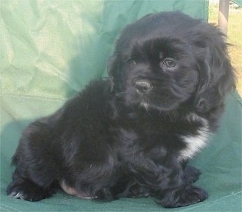 Close Up - Ozzy the black with white Cockinese puppy is sitting outside in a green fold up lawn chair