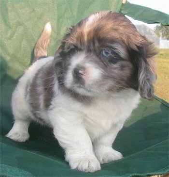 Taz the Cockinese puppy is outside standing in a green fold up lawn chair and looking to the left