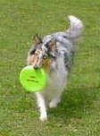 Faith the blue merle Rough Collie is trotting through a lawn with a green frisbee in her mouth