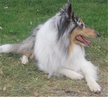 Faith the Blue Merle Rough Collie is laying outside in grass and looking to the right