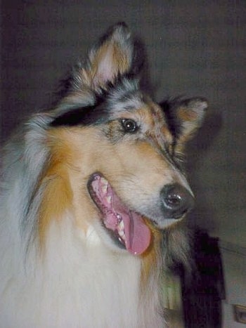 Close Up head shot - Faith the blue merle Rough Collie has her head tilted to the right with her mouth open and tongue out looking calm and happy