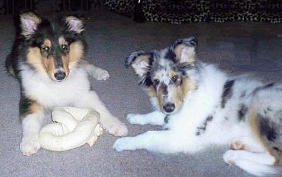Piper the tricolor and Faith the blue merle Rough Collie puppies are laying on a carpet with a large rawhide bone toy in front of them