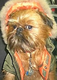 Close Up - A Brussels Griffon dog is wearing a green jacket that is orange on the inside and looking to the right with attitude on its face.
