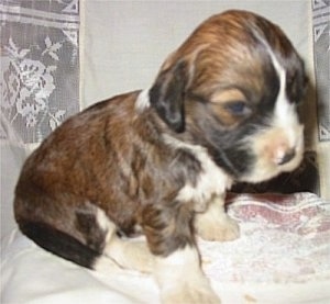 Angel the black, brown and white Copica puppy is sitting on a lace blanket and looking down