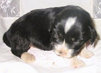 Jock the black and white Copica puppy is sitting on a blanket. His eyes are closed.