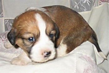 Close Up - Lady the tan, white and black Copica puppy is laying on a blanket