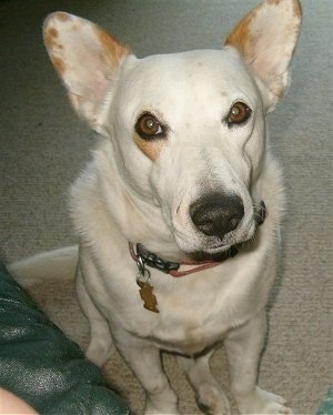 Close up view from the top looking down - A perk-eared, white with tan Corgi mix is sitting on a tan carpet next to a green couch. It is looking up.