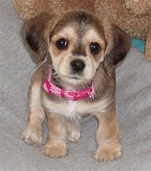 Close Up - Belle the tan and black Corkie puppy is wearing a pink collar and sitting on a bed and looking up