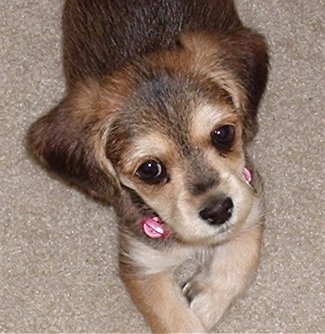 Close Up - Belle the black and tan Corkie puppy is laying on a carpet and looking up