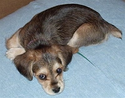 Belle the tan and black Corkie puppy is laying down on two blue jean pillows