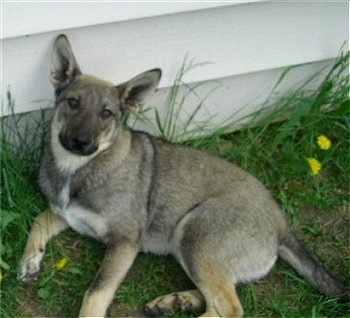 coyote coydog dog mix hybrid heeler blue coyotes coydogs breed mixed dogs puppies old wolf animals jay coy breeds puppy