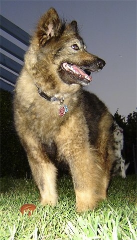 Sacchetto the Coydog is standing outside at night and looking to the right