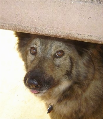 Sacchetto the Coydog is walking under a concrete bar. A little bit of her tongue is showing