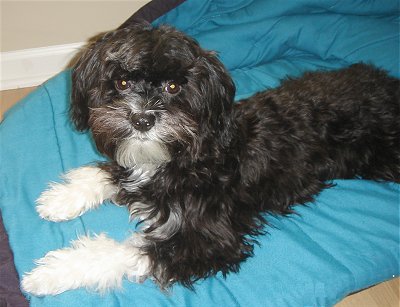 A medium-haired, black with white Crested Malt dog is laying on a blue sleeping bag and it is looking up.