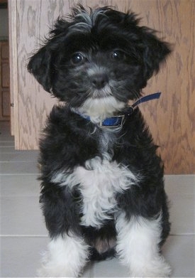 Close up - A fluffy little black with white Crested Malt puppy is sitting on a white tiled floor and it is looking forward.