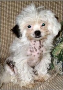 A Crested Tzu puppy is sitting on a couch next to a green floral print pillow