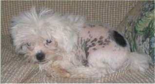 Crested Tzu puppy is laying down on a couch next to a green floral print pillow. The puppy has hair on his head, legs and tail, but is bald in other areas of his body.