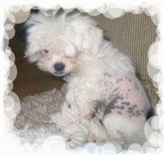 A Crested Tzu puppy is sitting on a rug next to a couch. The Puppies hair is covering his right eye