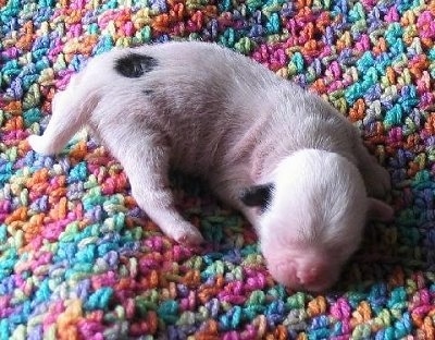 A newborn white with black Crested Tzu puppy is laying on a colorful crocheted blanket