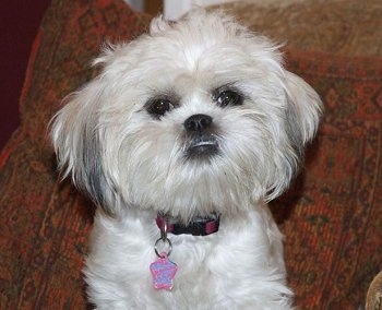 daisy dog daisy dogs bichon poodle shih tzu mix little dogs 350x284